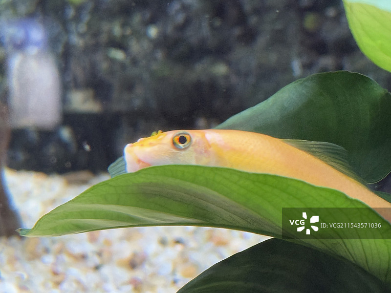 水族馆海洋馆观赏鱼图片素材