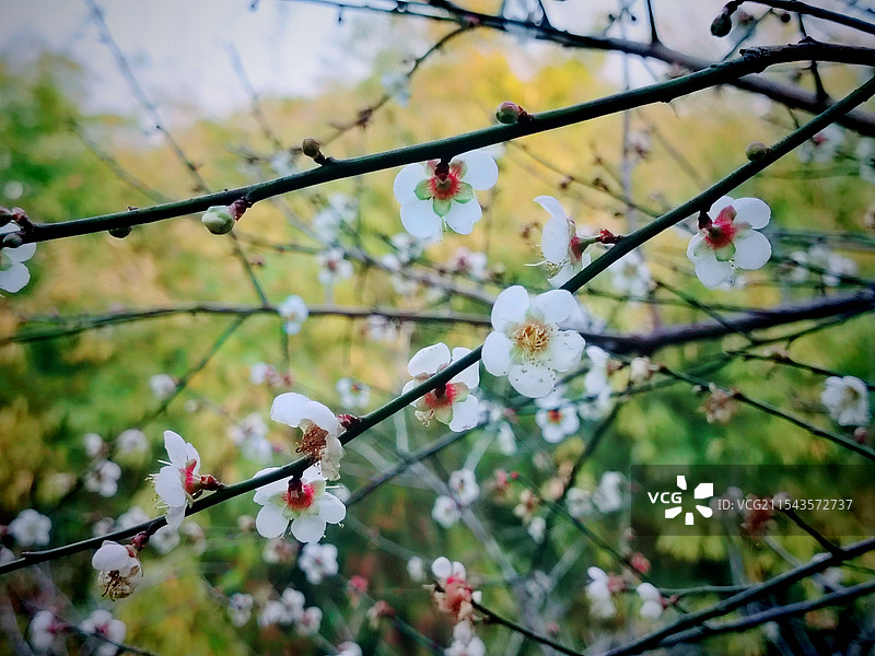 腊梅花开在绿色的竹子林背景前图片素材