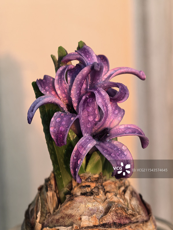 植物特写，紫色风信子图片素材