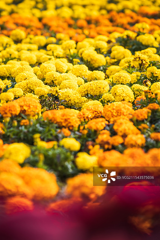 植物园里的花团锦簇图片素材