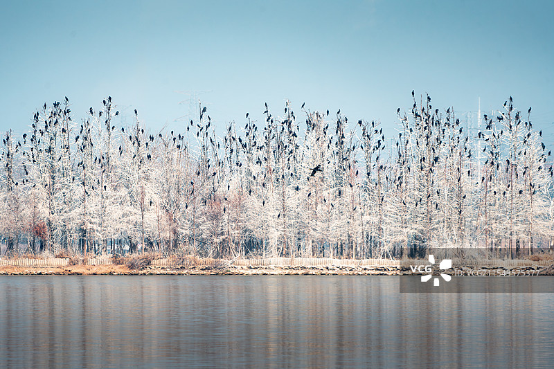 武汉东湖鸟岛图片素材