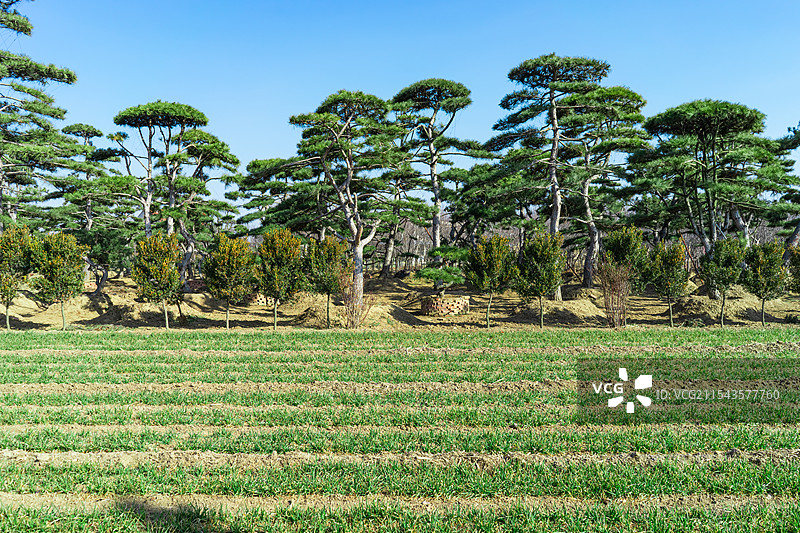 中国野生植物和野外植物拍摄主题，春天的田地里生长出一片绿色的小麦麦田，户外无人图像摄影图片素材