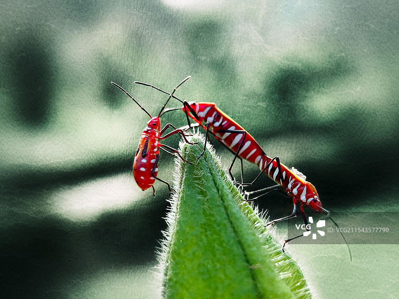 棉红蝽图片素材