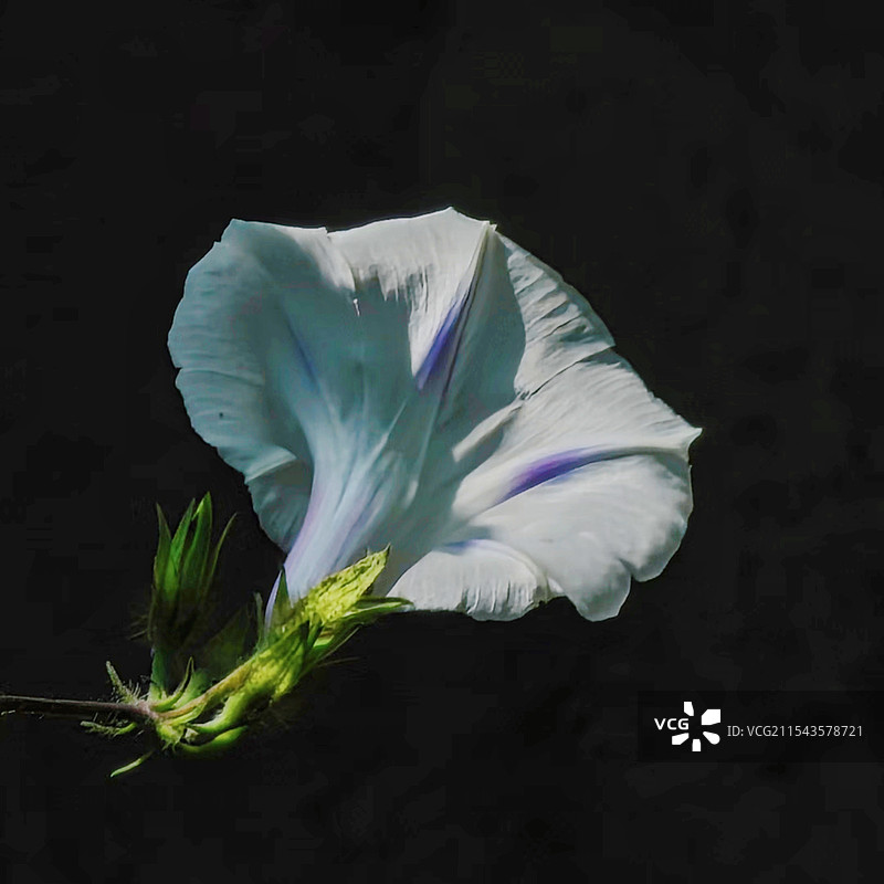 喇叭花独自开图片素材