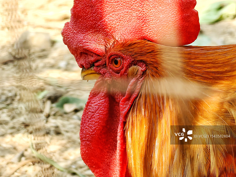 公鸡公鸡头图片素材