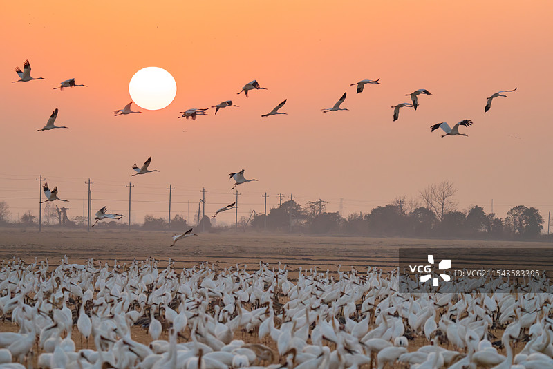 白鹤 西伯利亚鹤 修女鹤 雪鹤 黄昏 日落 生景照 国家一级保护野生动物 江西省 余干县 白鹤洲图片素材