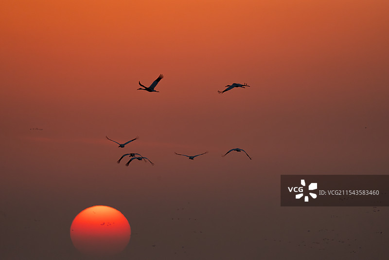 白鹤 西伯利亚鹤 修女鹤 雪鹤 黄昏 日落 生景照 国家一级保护野生动物 江西省 余干县 白鹤洲图片素材