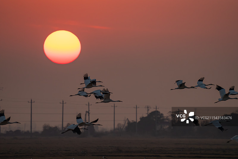 白鹤 西伯利亚鹤 修女鹤 雪鹤 黄昏 日落 生景照 国家一级保护野生动物 江西省 余干县 白鹤洲图片素材