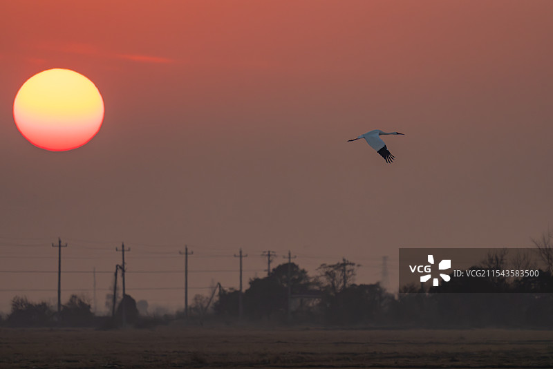 白鹤 西伯利亚鹤 修女鹤 雪鹤 黄昏 日落 生景照 国家一级保护野生动物 江西省 余干县 白鹤洲图片素材