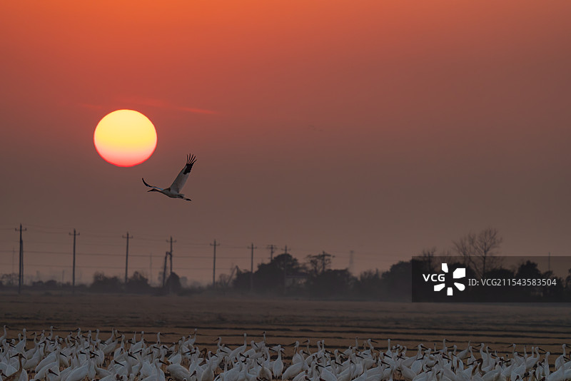白鹤 西伯利亚鹤 修女鹤 雪鹤 黄昏 日落 生景照 国家一级保护野生动物 江西省 余干县 白鹤洲图片素材