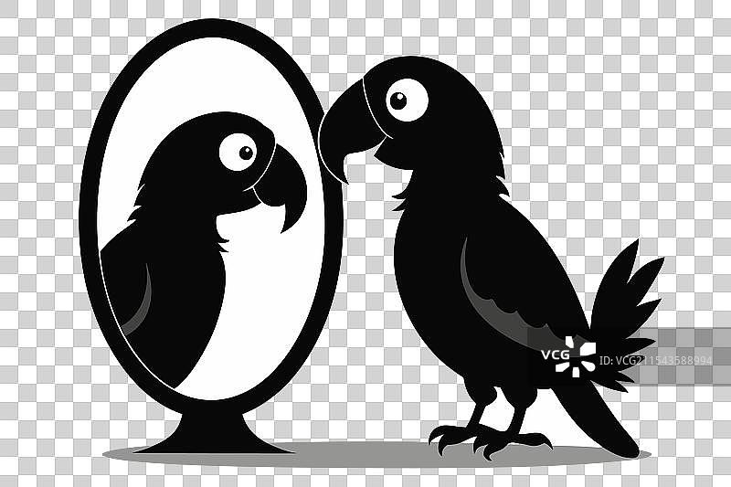 一只鹦鹉在镜子中发现自己的倒影图片素材