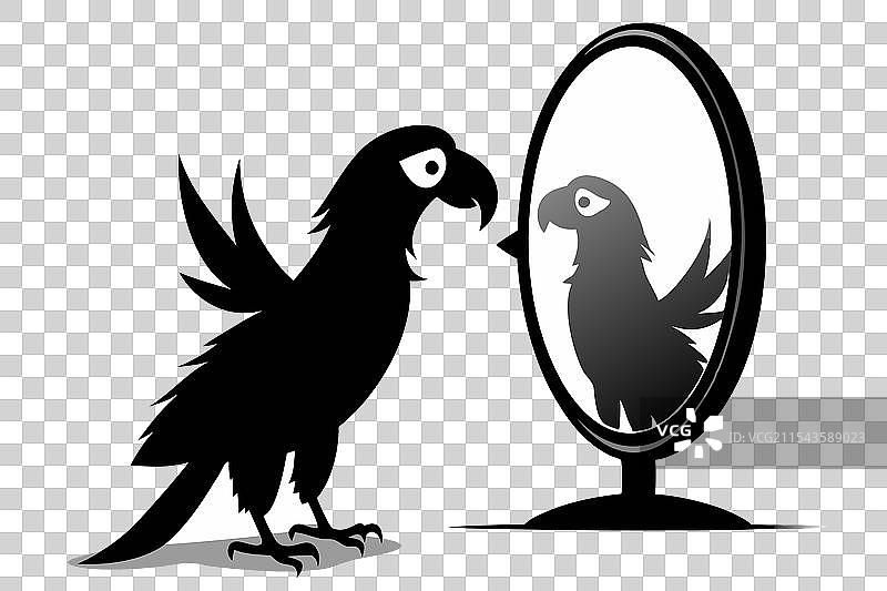 一只鹦鹉发现了镜子中的倒影图片素材