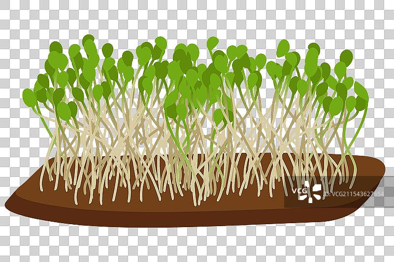 地面上的绿色嫩芽图片素材