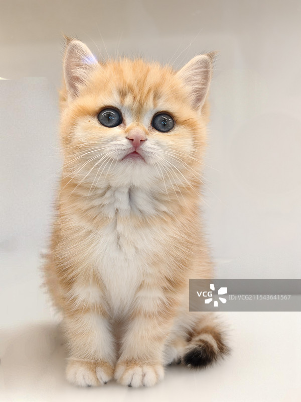 英国短毛猫图片素材