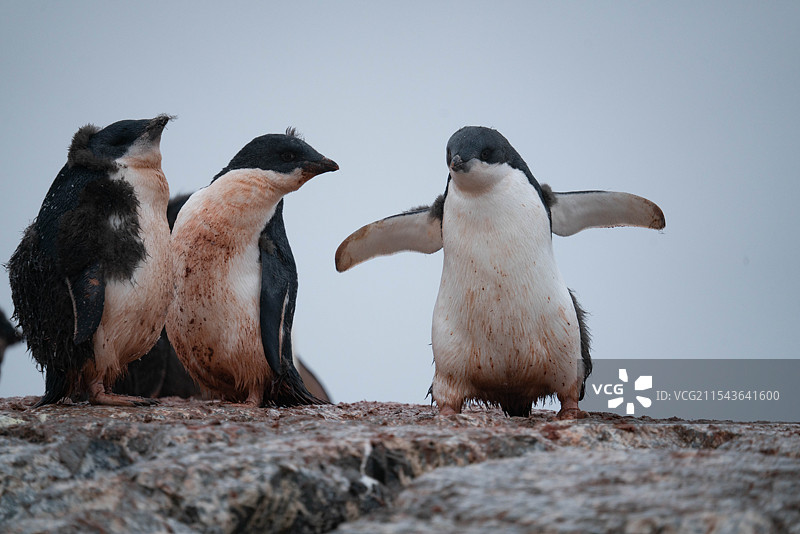 南极洲的企鹅幼崽图片素材