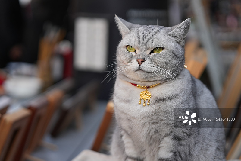 招财猫图片素材