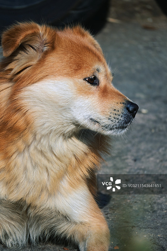 绍兴水乡中华田园犬图片素材