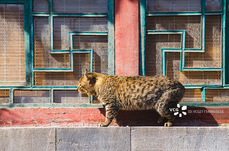 中国古代明朝风格传统建筑拍摄主题，窗户窗台上行走第的一只狸花猫野猫，户外白昼无人图像摄影图片素材