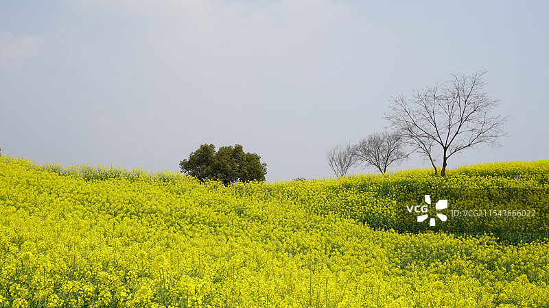 浙江师范大学校园春天油菜花图片素材