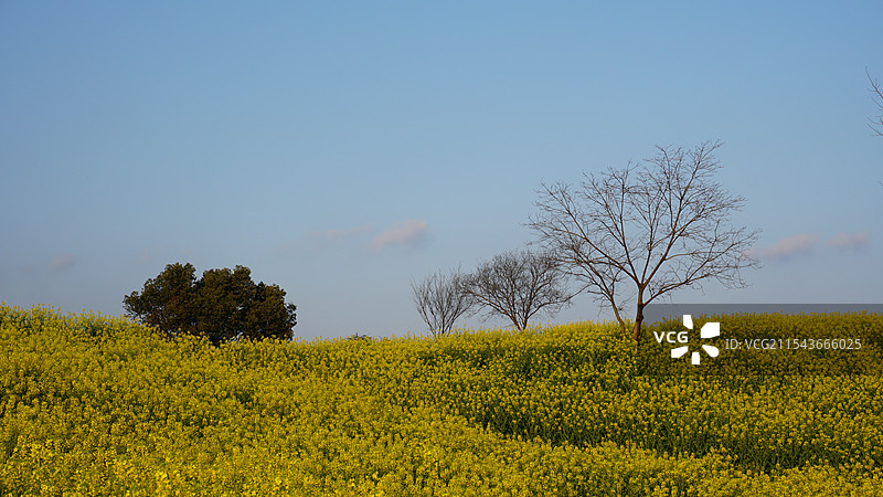 浙江师范大学校园春天油菜花图片素材