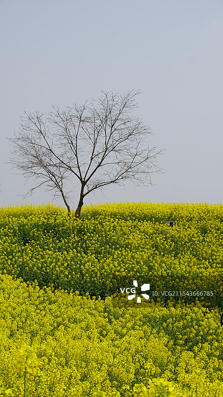浙江师范大学校园春天油菜花图片素材