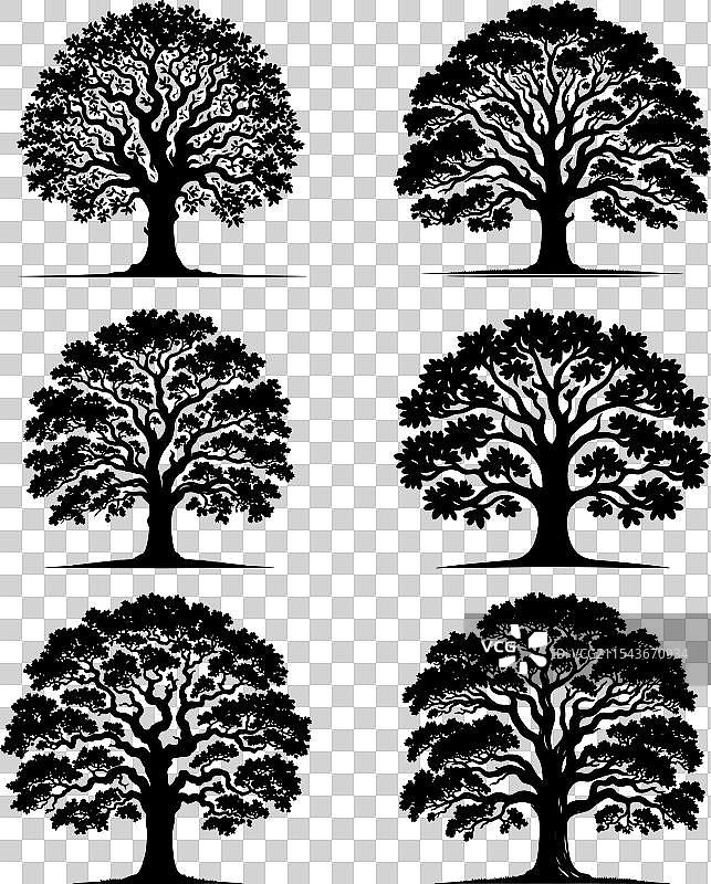 四棵树的组合，带有树木文字设计图片素材