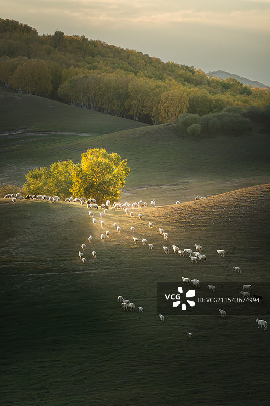 田园牧歌-乌兰布统拍摄图片素材