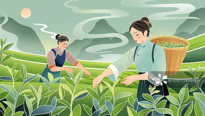 茶园采茶插画图片素材