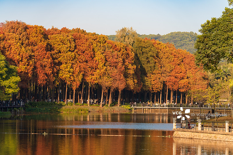 麓湖公园落羽杉图片素材