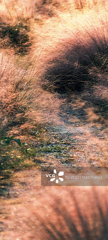 秋天的粉黛乱子草虚化镜头特写手机壁纸图片素材