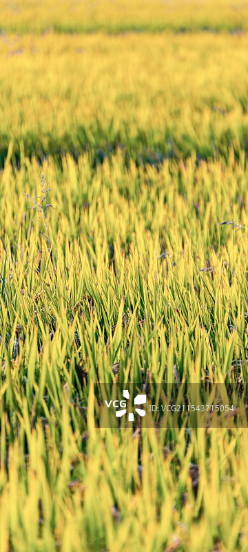 秋天的江南稻田田园风光手机壁纸图片素材