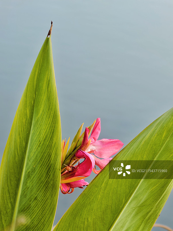 冬日美人蕉即使在寒冷的冬天，粉色美人蕉也依然绽放，展现出生命的坚韧与美丽。图片素材
