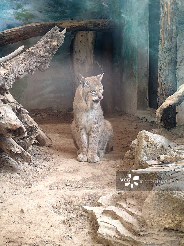 欧亚猞猁图片素材