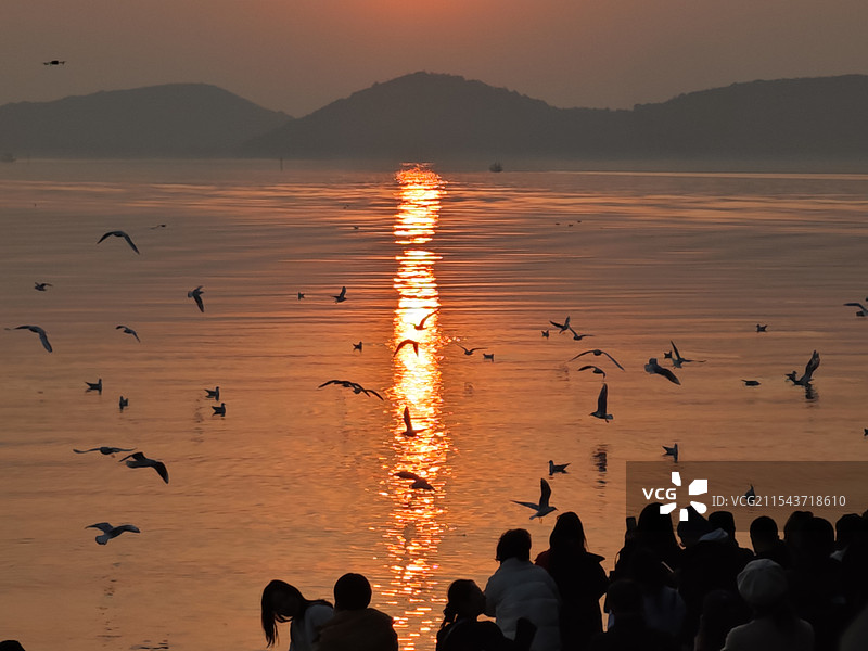 夕阳里太湖边的红嘴鸥和拍照的人群图片素材