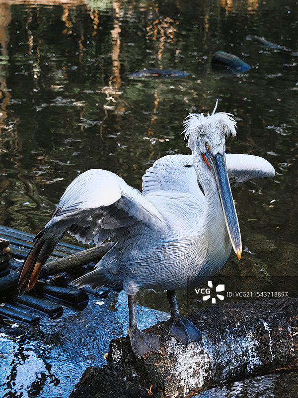 湖中栖息在木头上的鸟的特写镜头图片素材