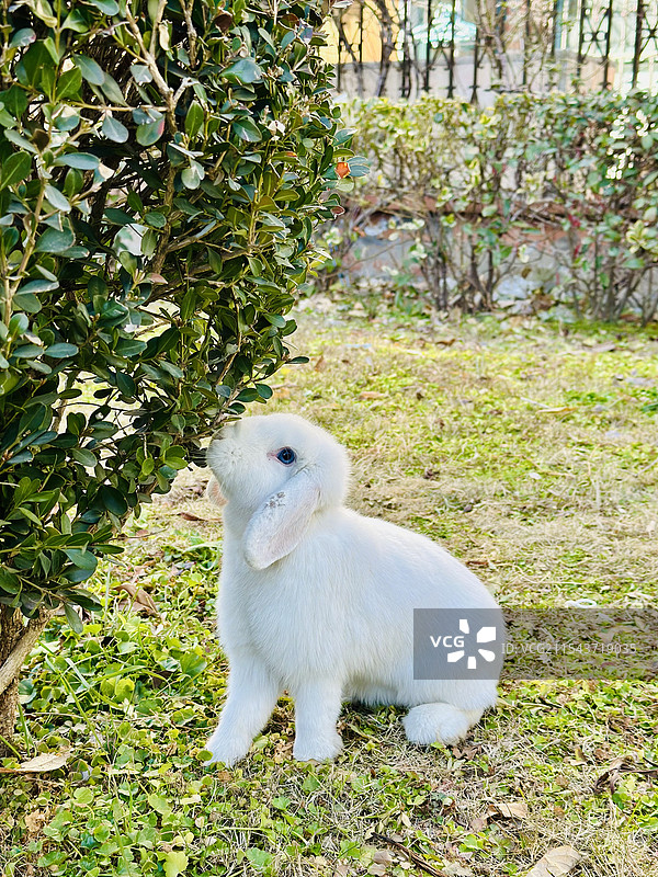 可爱的小白兔图片素材