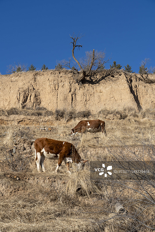 河北张家口崇礼县冬季北方乡村生活淳朴文化图片素材