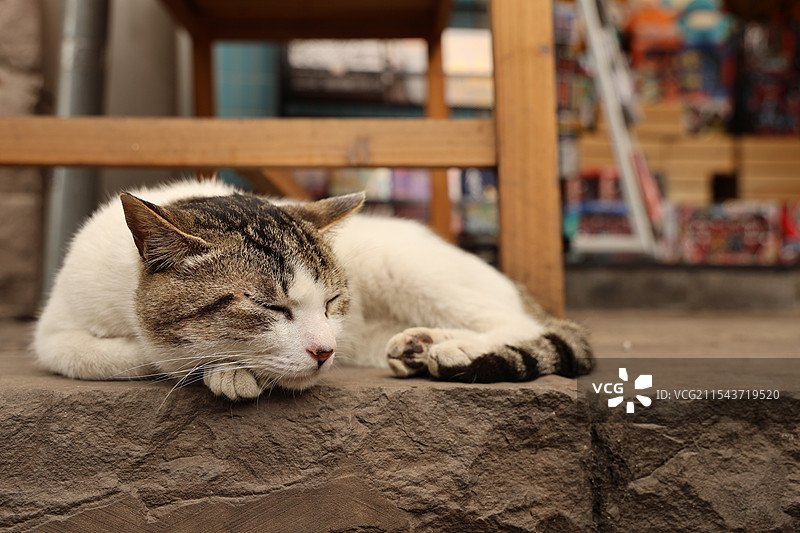 趴在石阶上休息的猫图片素材