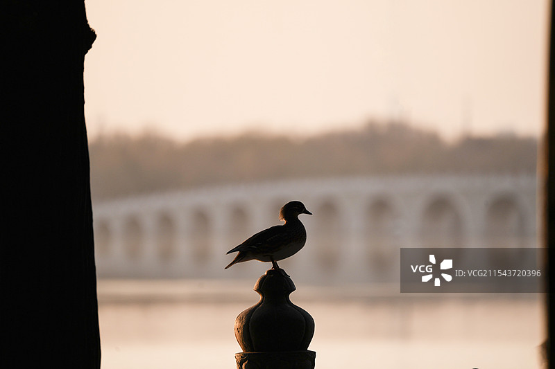 颐和园早晨的鸳鸯图片素材