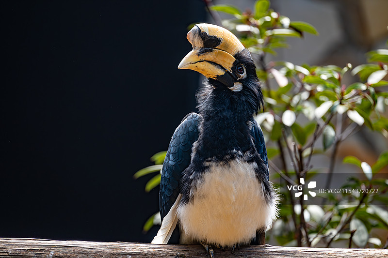 冠斑犀鸟图片素材