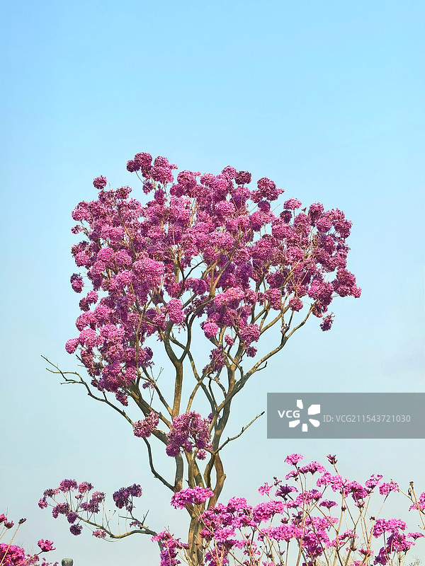 紫花风铃盛开了图片素材