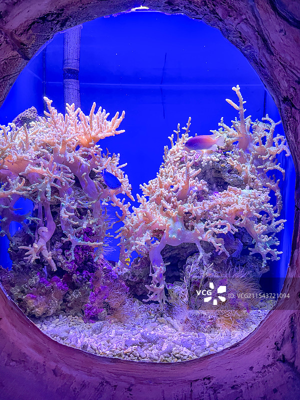 鱼在水族馆游泳的特写镜头图片素材
