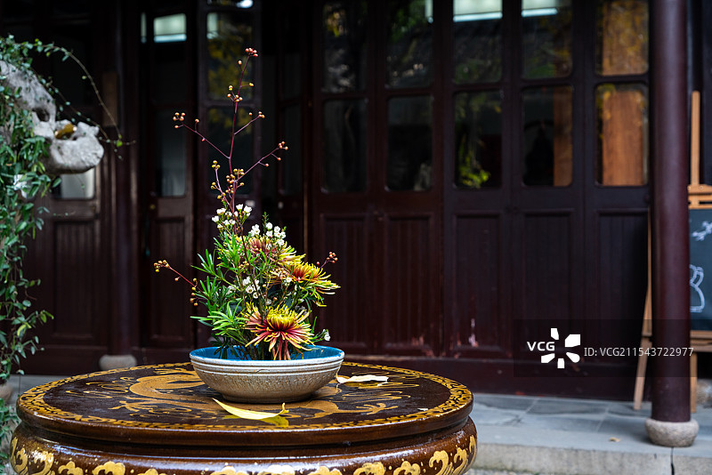 盆栽特写图片素材