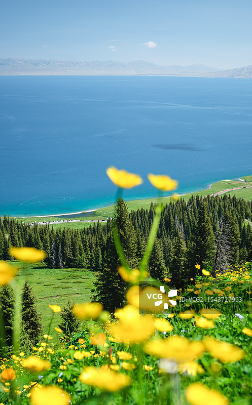 新疆赛里木湖高山草甸野花湖泊自然风光图片素材