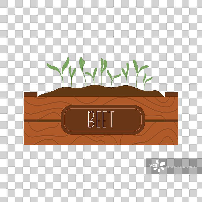 在土壤中发芽的甜菜微型绿叶菜，家庭种植图片素材