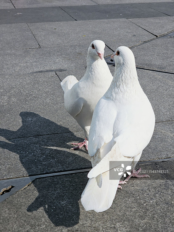 两只白鸽图片素材
