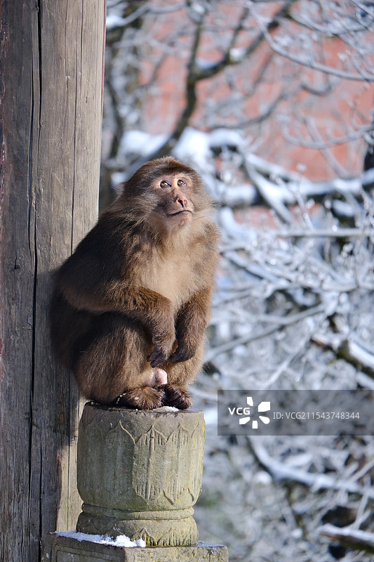 峨眉山猴子图片素材