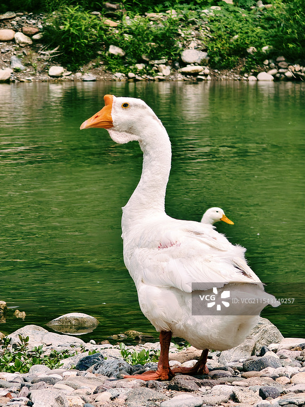 白鹅特写图片素材