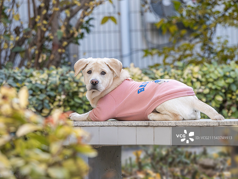 腊梅花开的树下趴着玩耍的可爱小狗图片素材
