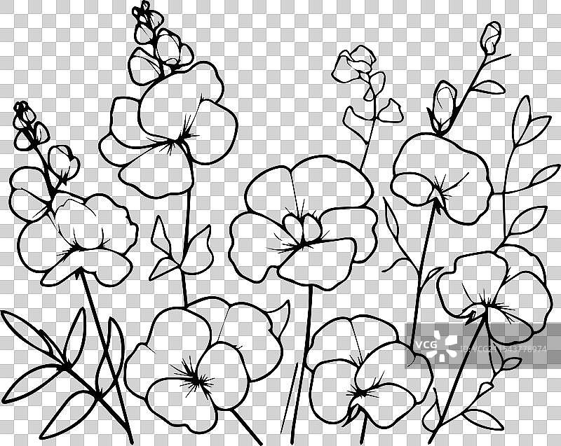 甜豌豆 诞生花 甜豌豆插图图片素材